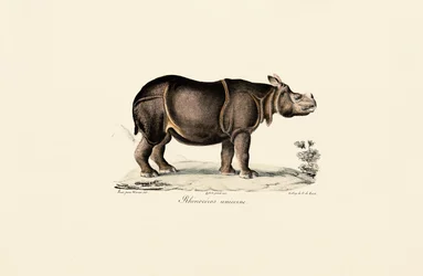 Rinoceronte indiano