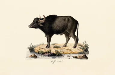 Bufalo d