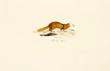Furetto di Giava Tasso