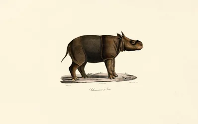 Rinoceronte di Giava
