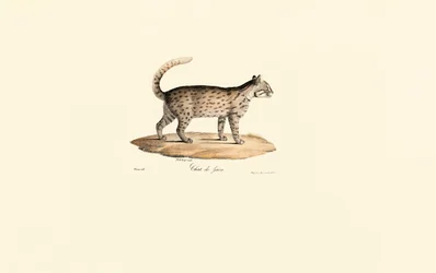 Gattopardo (Prionailurus bengalensis)