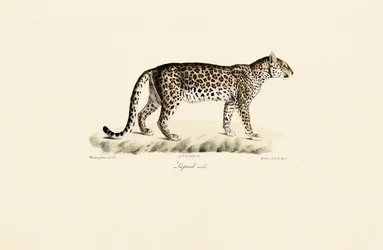 Leopardo, maschio