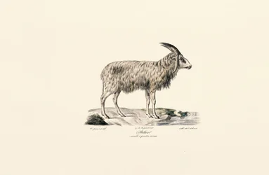 Capra a pelo lungo