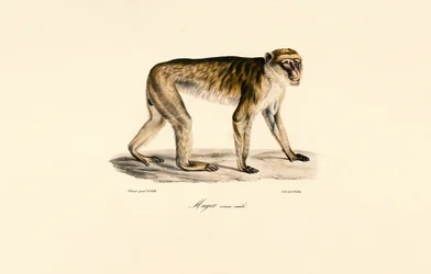 Macaco dalla coda lunga (maschio)