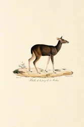 Cervo malese
