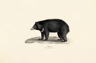 Orso del sole malese