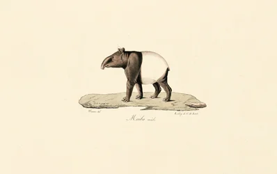 Tapiro malese