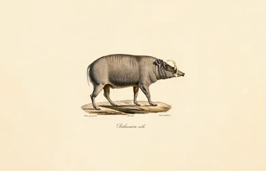 Maschio Babirusa