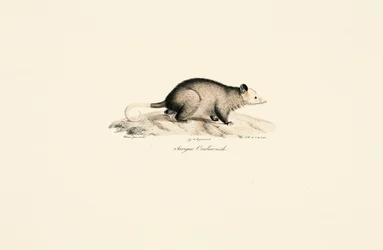 Opossum lanoso dalla coda nuda maschio