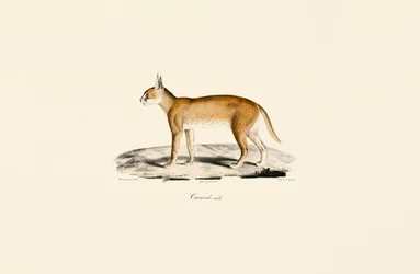 Caracal maschio