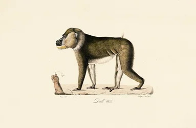 Maschio di babbuino Gelada