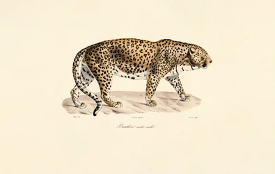 Leopardo maschio
