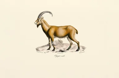 Capra selvatica maschio