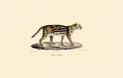 Gatto Margay