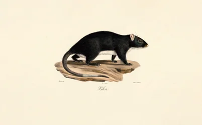 Topo muschiato