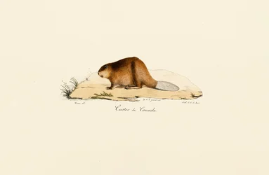 Castoro nordamericano