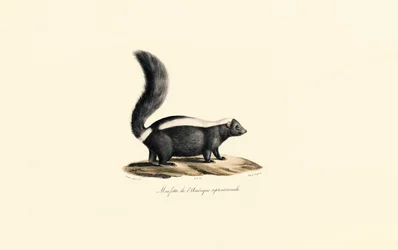 Puzzola nordamericana