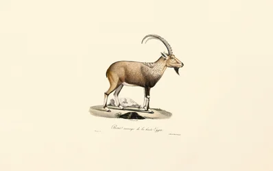 Stambecco nubiano