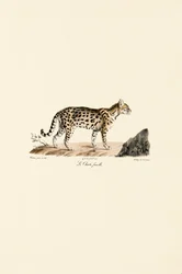 Ocelot, femmina