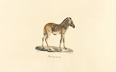 Zebra di montagna di un anno
