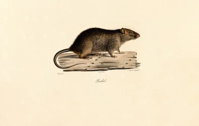 Ratto del Pacifico