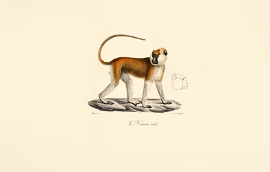 Scimmia Patas (Maschio)