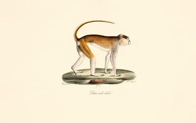 Scimmia Patas (maschio adulto Patas)