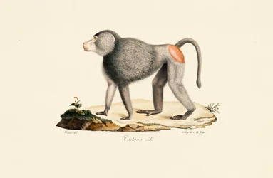Zampe di scimmia