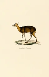 Cervo maculato delle Filippine (Visayan Spotted Deer)