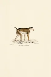 Macaco dalla coda di maiale (maschio)