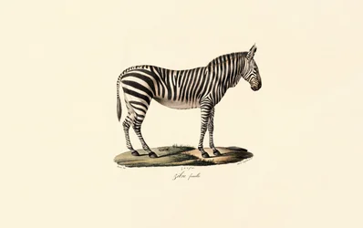 Zebra di pianura, femmina