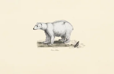 Orso polare