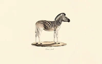 Quagga, female
