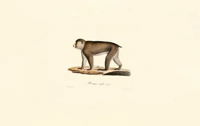 Macaco dalla faccia rossa