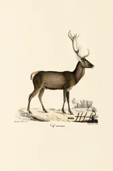 Cervo Rosso