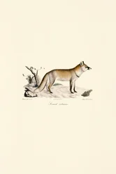 Volpe rossa (Vulpes vulpes)