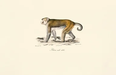 Macaco Rhesus (Macaca mulatta)