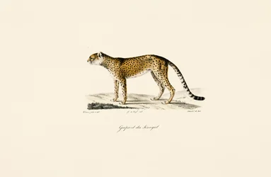 Senegal Ghepardo