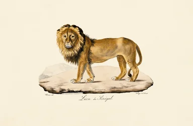 Leone del Senegal