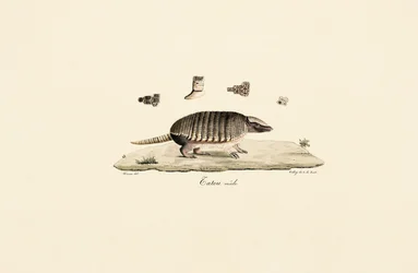 Armadillo a sei bande (maschio)