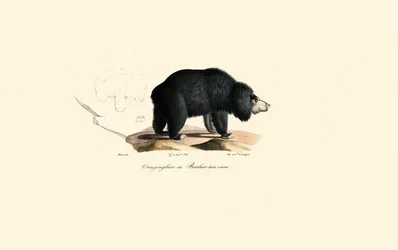 Orso bradipo (Vecchio orso giocoliere)