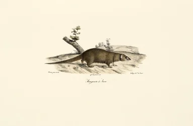 Piccola mangusta asiatica
