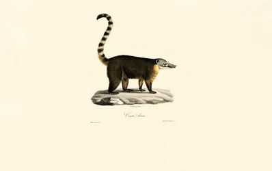 Coati sudamericani (Nasua nasua)