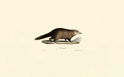 Coati sudamericani