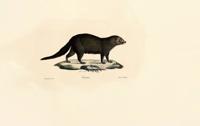 Tayra sudamericana
