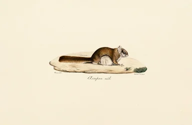 Scoiattolo volante meridionale (maschio)