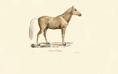 Cavallo spagnolo