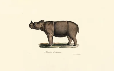 Rinoceronte di Sumatra