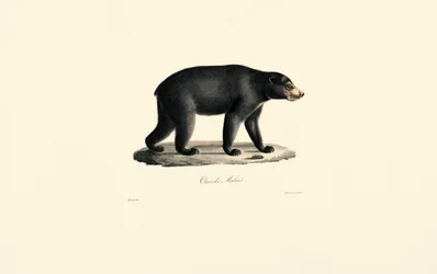Orso del sole (Orso malese)