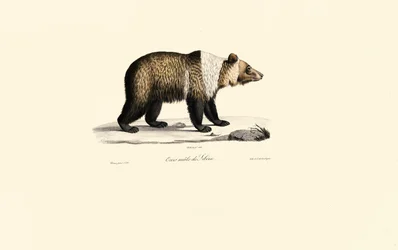 Orso bruno siriano (Ursus arctos syriacus)